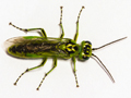 Rhogogaster scalaris